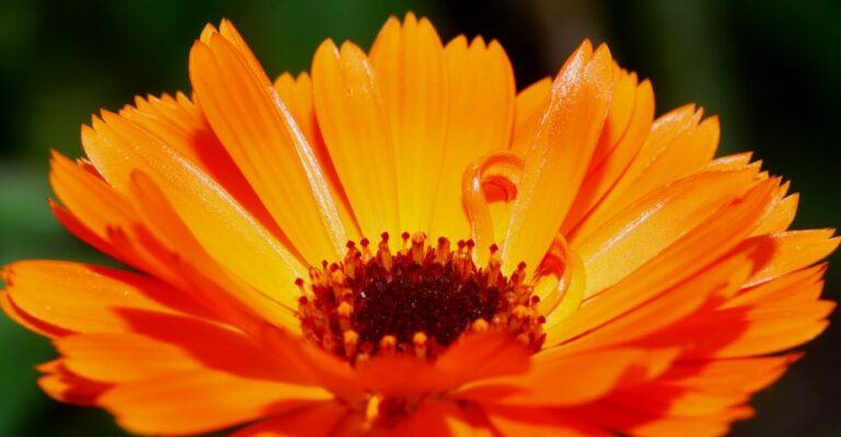 Kuvituskuvassa oranssi kukkanen auringonvalossa.